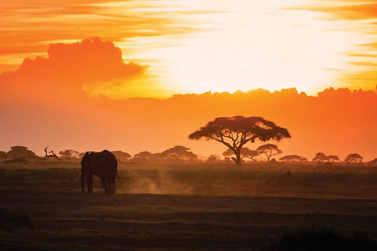 Lone Elephant Walking Through Amboseli At Sunset