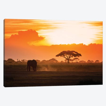 Lone Elephant Walking Through Amboseli At Sunset Canvas Print #JRX133} by Jane Rix Canvas Art Print