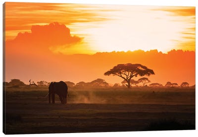 Lone Elephant Walking Through Amboseli At Sunset Canvas Art Print