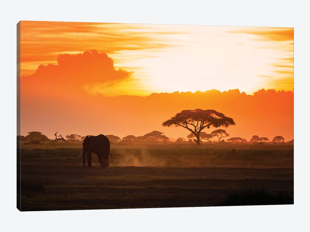 Lone Elephant Walking Through Amboseli At Sunset by Jane Rix 1-piece Canvas Print