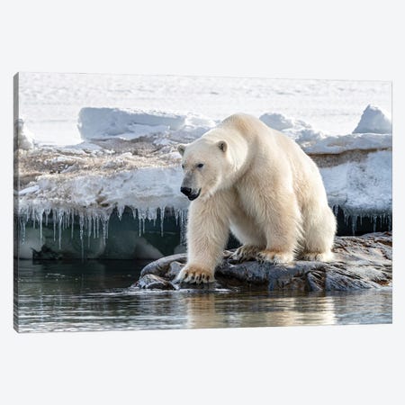 Polar Bear At The Ice Edge, Svalbard Canvas Print #JRX136} by Jane Rix Canvas Wall Art