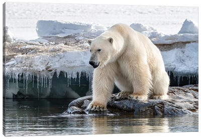Polar Bear At The Ice Edge, Svalbard Canvas Art Print - Glacier & Iceberg Art