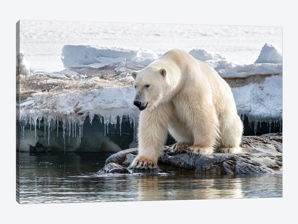 Polar Bear At The Ice Edge, Svalbard by Jane Rix 1-piece Canvas Artwork