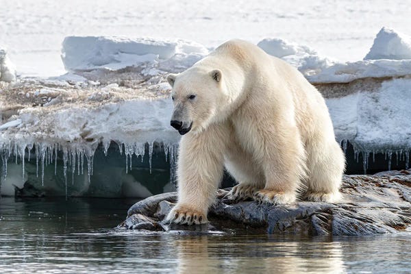 Polar Bears: Polar Bear At The Ice Edge, Svalbard by Jane Rix