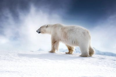 Polar Bear Walking Across The Snow, Svalbard by Jane Rix art print