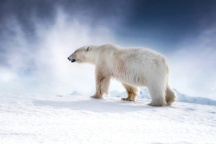 Polar Bear Walking Across The Snow, Svalbard