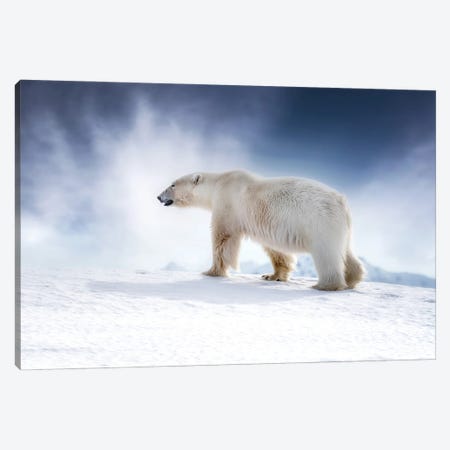 Polar Bear Walking Across The Snow, Svalbard Canvas Print #JRX137} by Jane Rix Canvas Wall Art