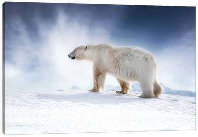 Polar Bear Walking Across The Snow, Svalbard Canvas Art Print - Svalbard