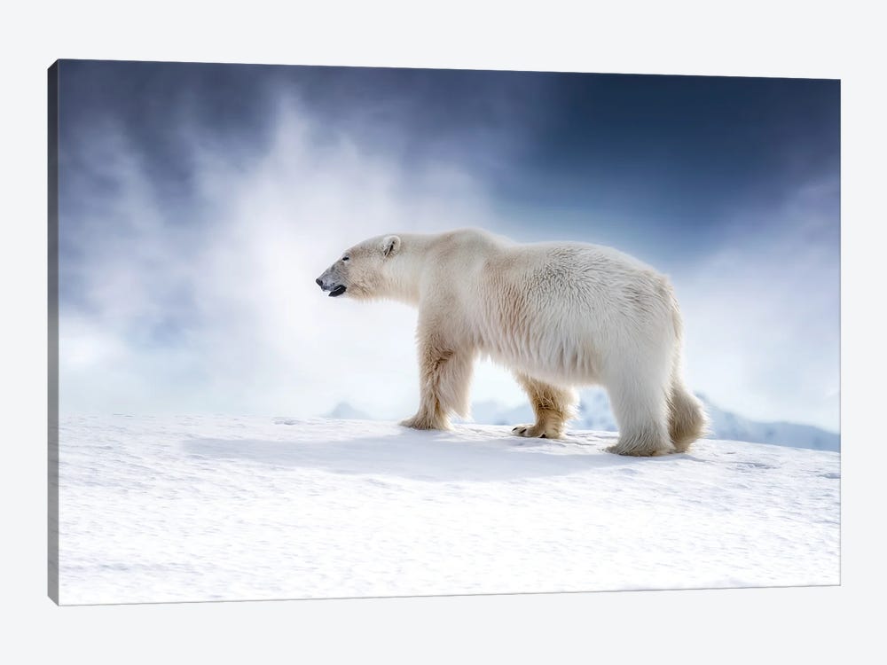 Polar Bear Walking Across The Snow, Svalbard by Jane Rix 1-piece Canvas Print