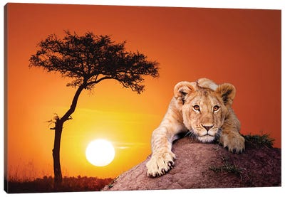 Lion Cub At Sunset In The Masai Mara Canvas Art Print - Maasai Mara National Reserve