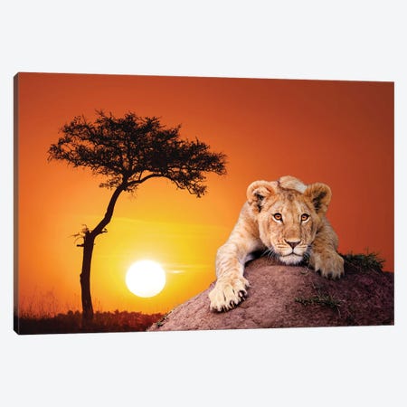Lion Cub At Sunset In The Masai Mara Canvas Print #JRX138} by Jane Rix Art Print