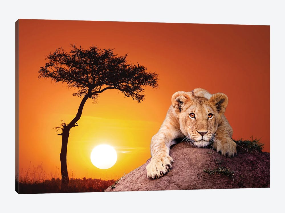 Lion Cub At Sunset In The Masai Mara by Jane Rix 1-piece Canvas Wall Art