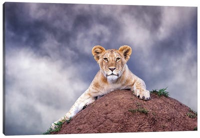 Lion Cub On A Termite Mound In The Masai Mara Canvas Art Print - Maasai Mara National Reserve