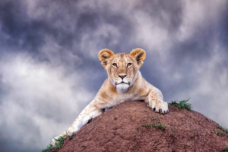 Lion Cub On A Termite Mound In The Masai Mara