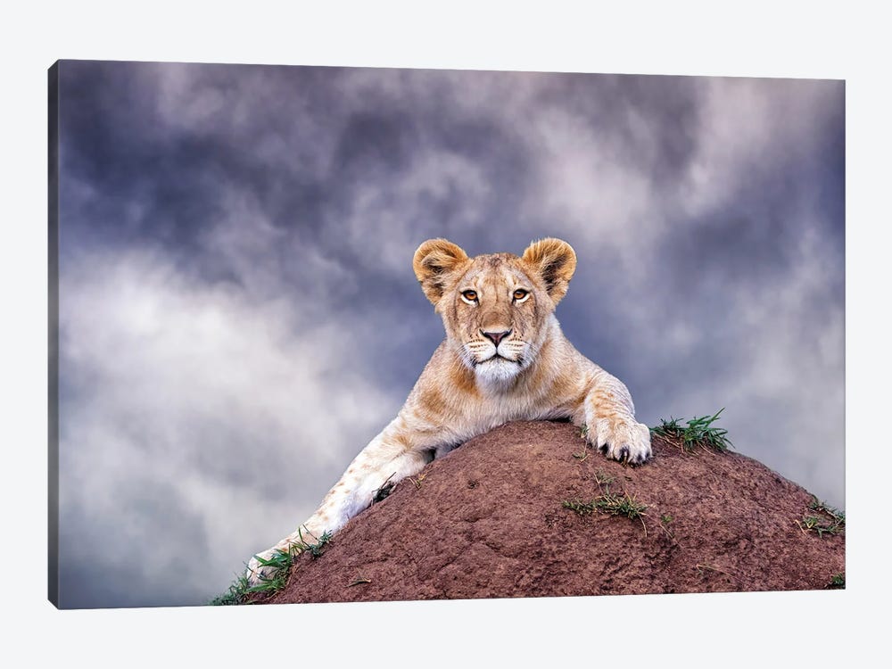 Lion Cub On A Termite Mound In The Masai Mara 1-piece Canvas Art Print
