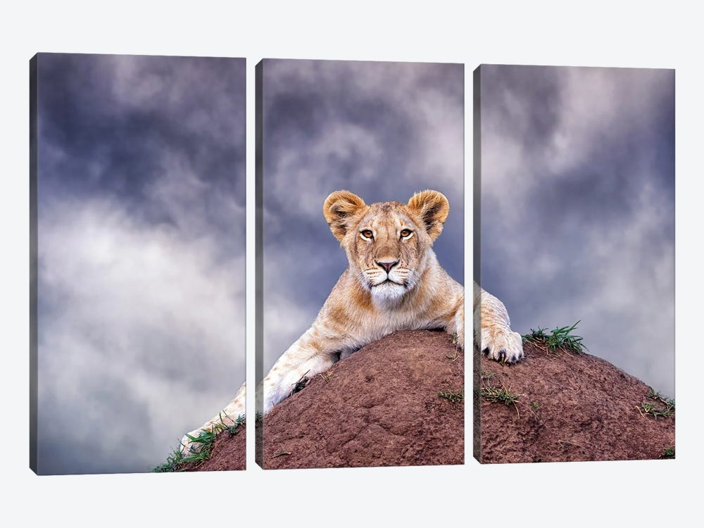 Lion Cub On A Termite Mound In The Masai Mara by Jane Rix 3-piece Canvas Art Print