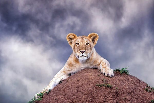 Maasai Mara National Reserve: Lion Cub On A Termite Mound In The Masai Mara by Jane Rix