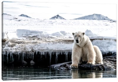Polar Bear Sitting On A Rock, Svalbard Canvas Art Print - Polar Bear Art