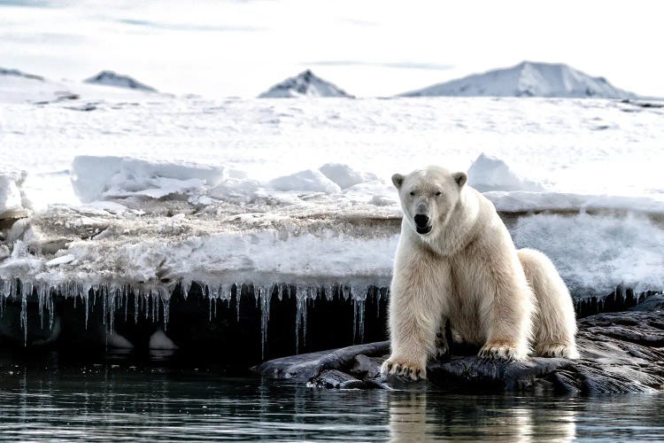 Polar Bear Sitting On A Rock, Svalbard