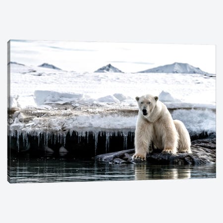Polar Bear Sitting On A Rock, Svalbard Canvas Print #JRX141} by Jane Rix Canvas Art