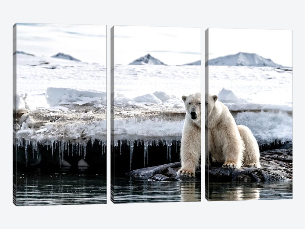 Polar Bear Sitting On A Rock, Svalbard by Jane Rix 3-piece Canvas Artwork