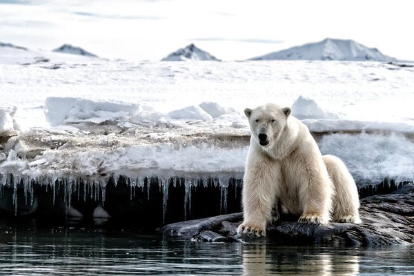 Polar Bears: Polar Bear Sitting On A Rock, Svalbard by Jane Rix