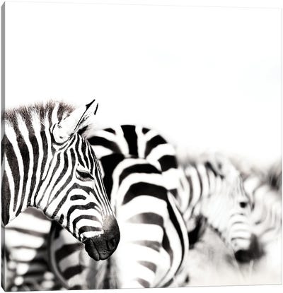 Zebras, Black And White Canvas Art Print - Jane Rix