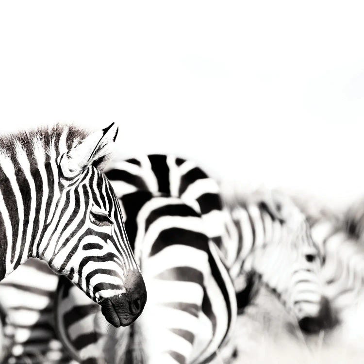 Zebras, Black And White