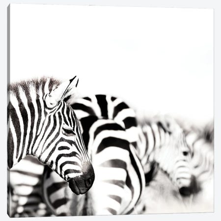 Zebras, Black And White Canvas Print #JRX144} by Jane Rix Art Print