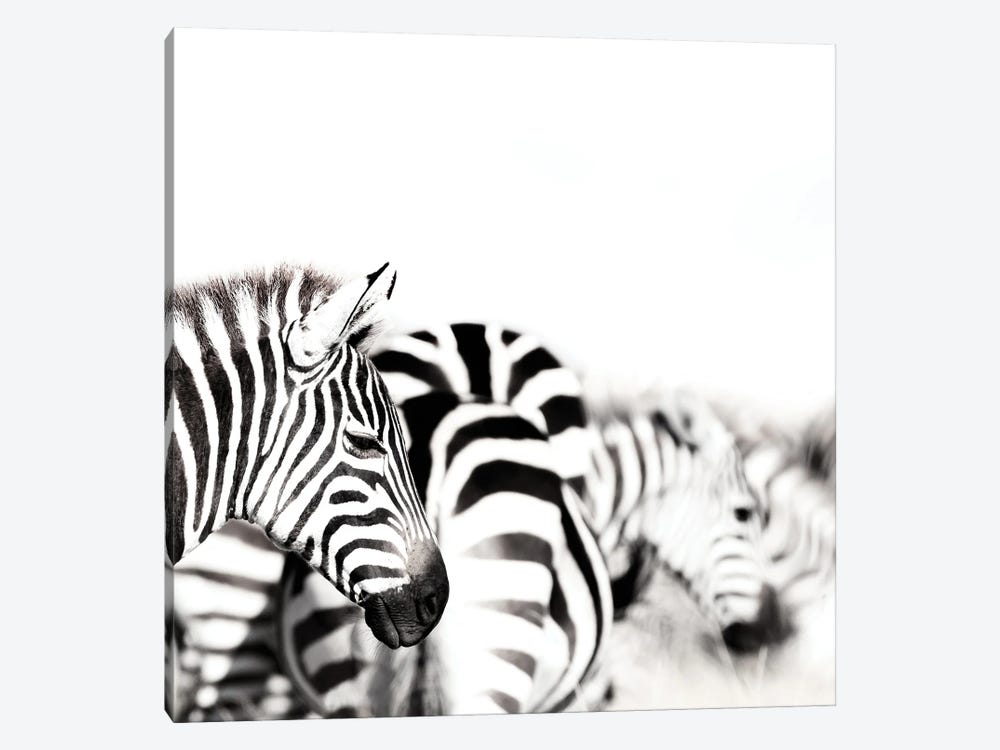 Zebras, Black And White by Jane Rix 1-piece Canvas Art Print