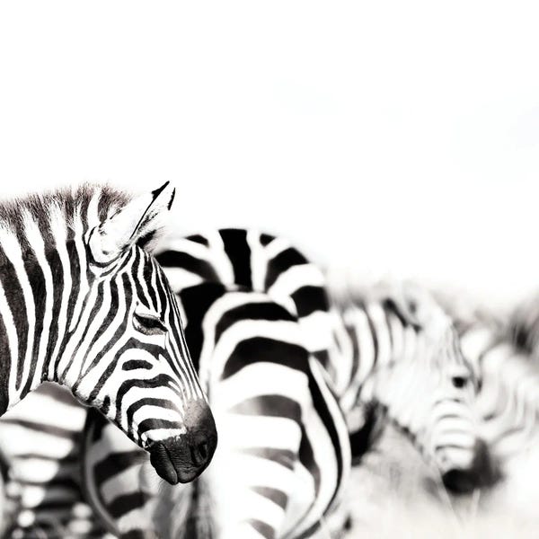 Zebras, Black And White