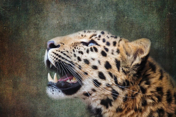 Amur Leopard Portrait