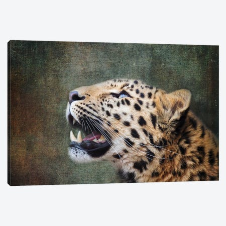 Amur Leopard Portrait Canvas Print #JRX146} by Jane Rix Art Print