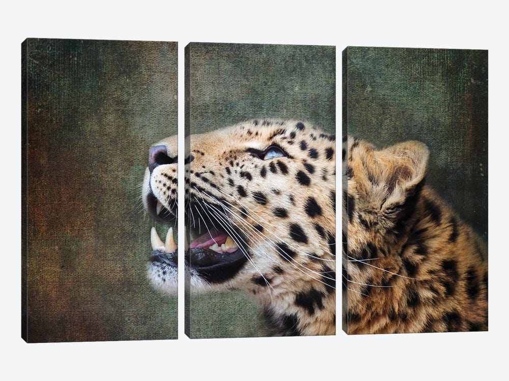 Amur Leopard Portrait 3-piece Canvas Print