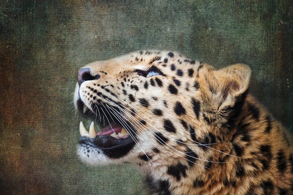 Leopards: Amur Leopard Portrait by Jane Rix