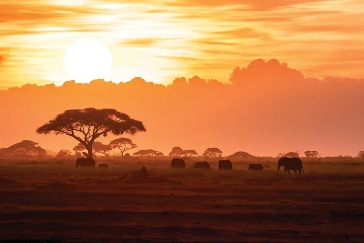 A Herd Of African Elephants In Amboseli National Park At Sunrise