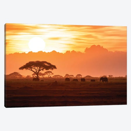 A Herd Of African Elephants In Amboseli National Park At Sunrise Canvas Print #JRX147} by Jane Rix Canvas Art Print