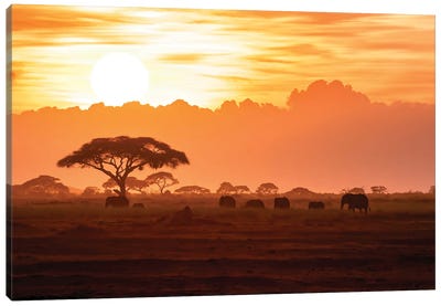 A Herd Of African Elephants In Amboseli National Park At Sunrise Canvas Art Print - Kenya