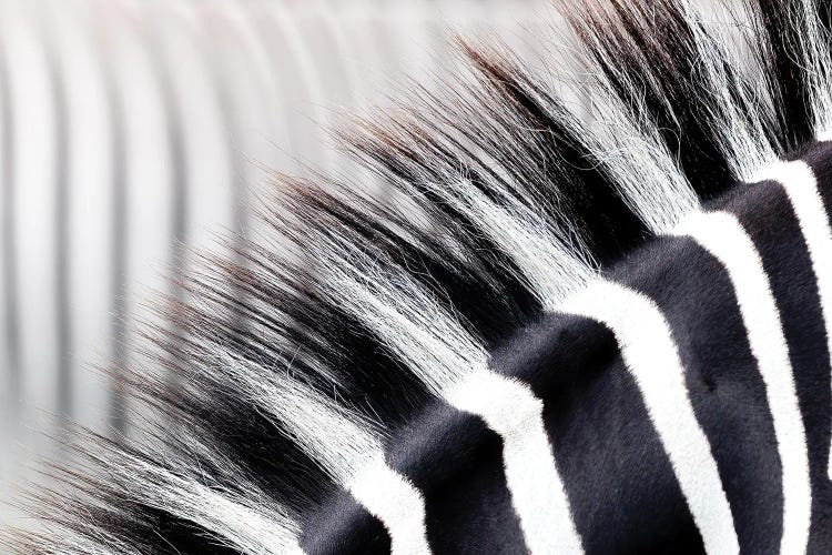 Zebra Stripes And Mane Close Up