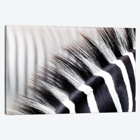 Zebra Stripes And Mane Close Up Canvas Print #JRX148} by Jane Rix Canvas Art