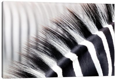 Zebra Stripes And Mane Close Up Canvas Art Print