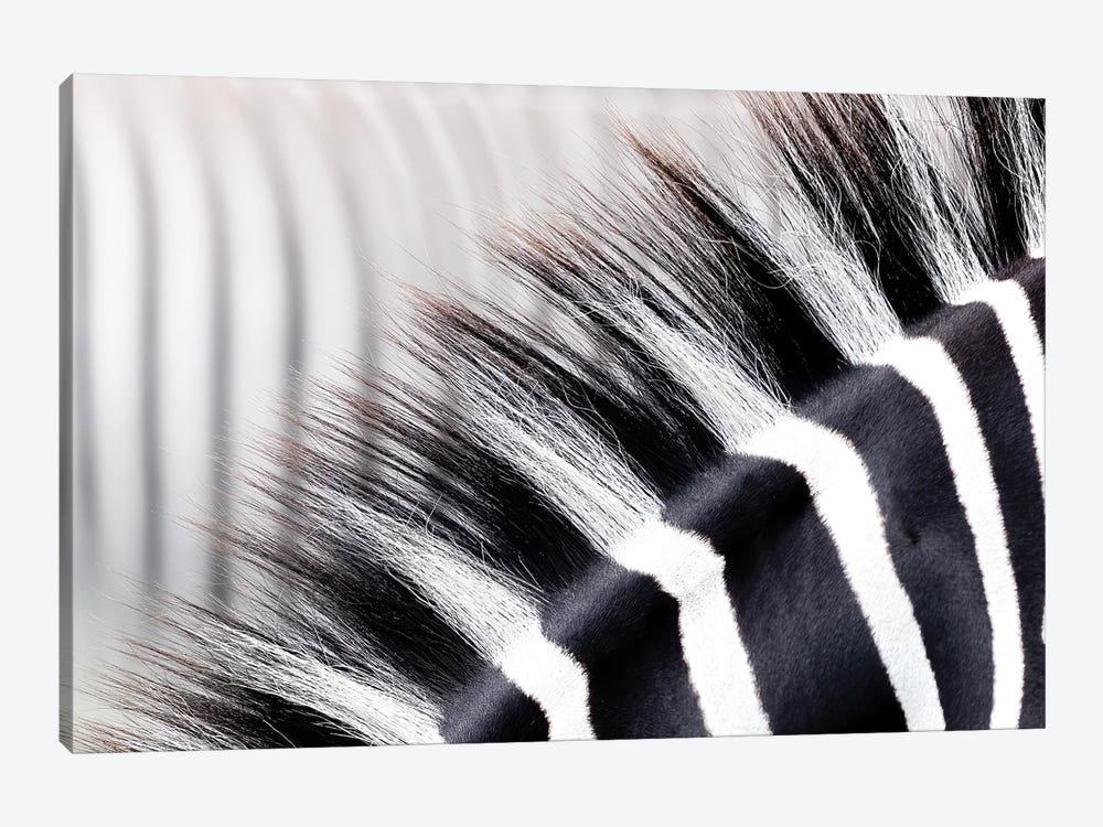 Zebra Stripes And Mane Close Up by Jane Rix 1-piece Canvas Art Print