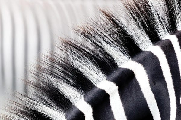 Minimalist Wildlife Photography: Zebra Stripes And Mane Close Up by Jane Rix