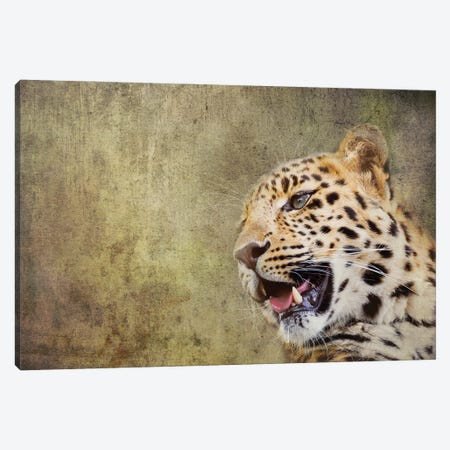 Amur Leopard Portrait With Textured Background Canvas Print #JRX150} by Jane Rix Art Print