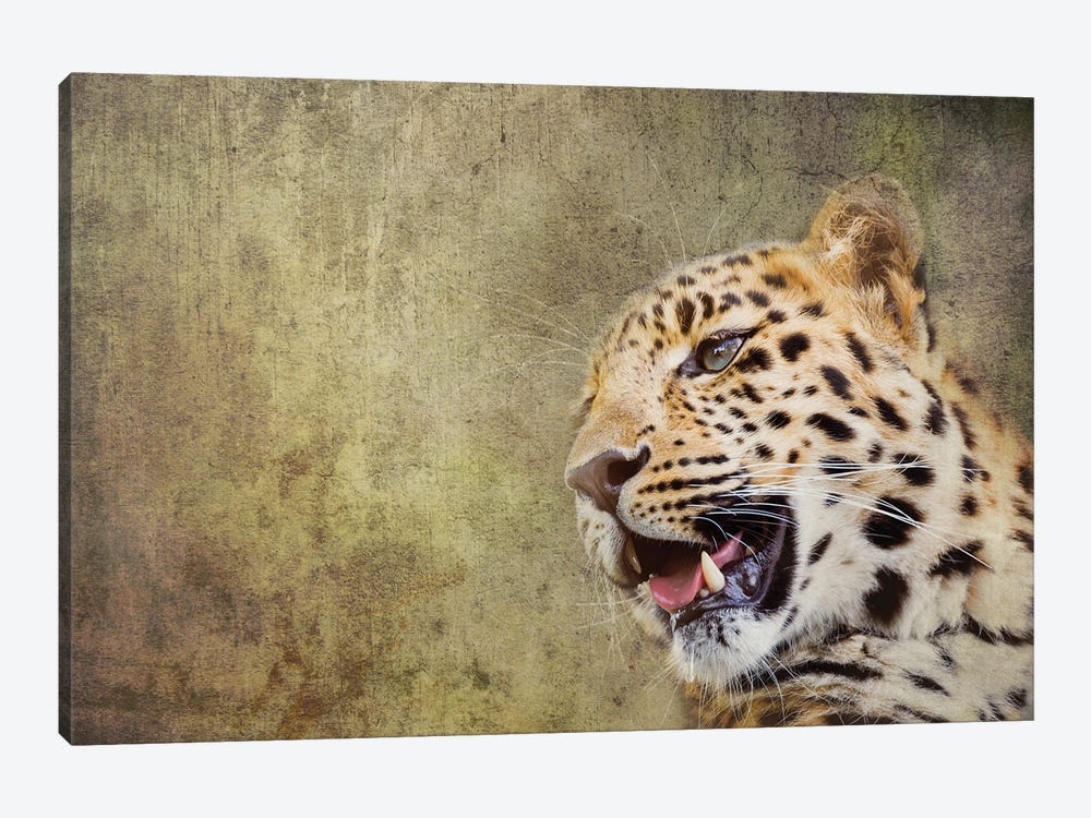 Amur Leopard Portrait With Textured Background by Jane Rix 1-piece Canvas Artwork