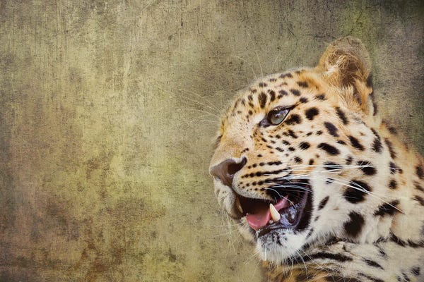 Leopards: Amur Leopard Portrait With Textured Background by Jane Rix