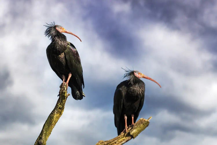 A Pair Of Northern Bald Ibis On A Dead Tree