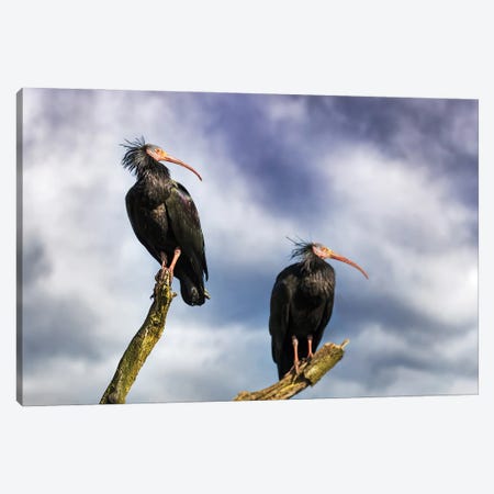 A Pair Of Northern Bald Ibis On A Dead Tree Canvas Print #JRX152} by Jane Rix Canvas Print