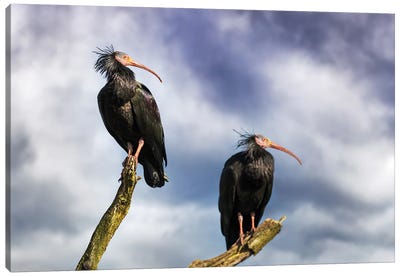 A Pair Of Northern Bald Ibis On A Dead Tree Canvas Art Print