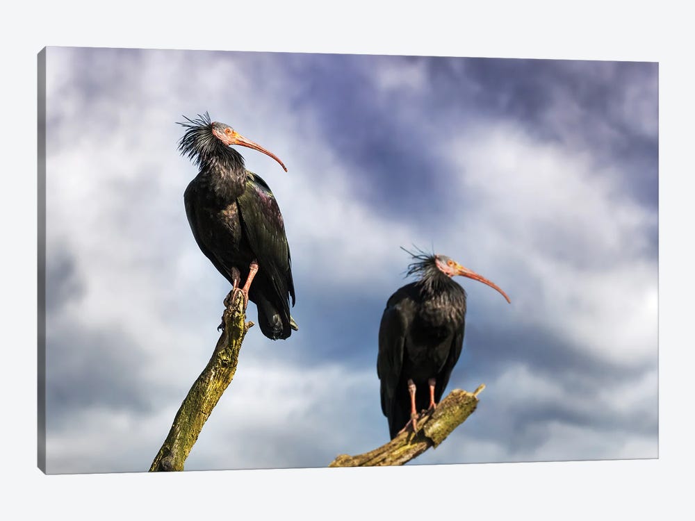 A Pair Of Northern Bald Ibis On A Dead Tree by Jane Rix 1-piece Canvas Art